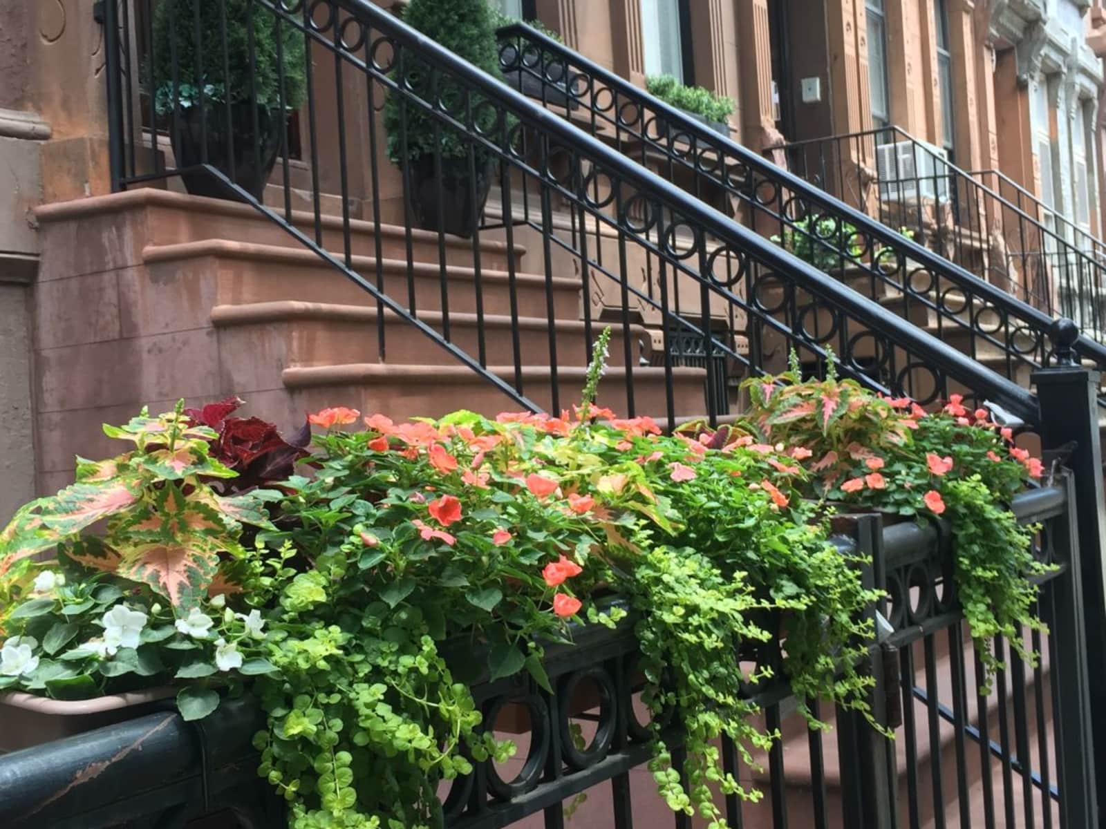 Housesitting assignment in New York City, New York, United States