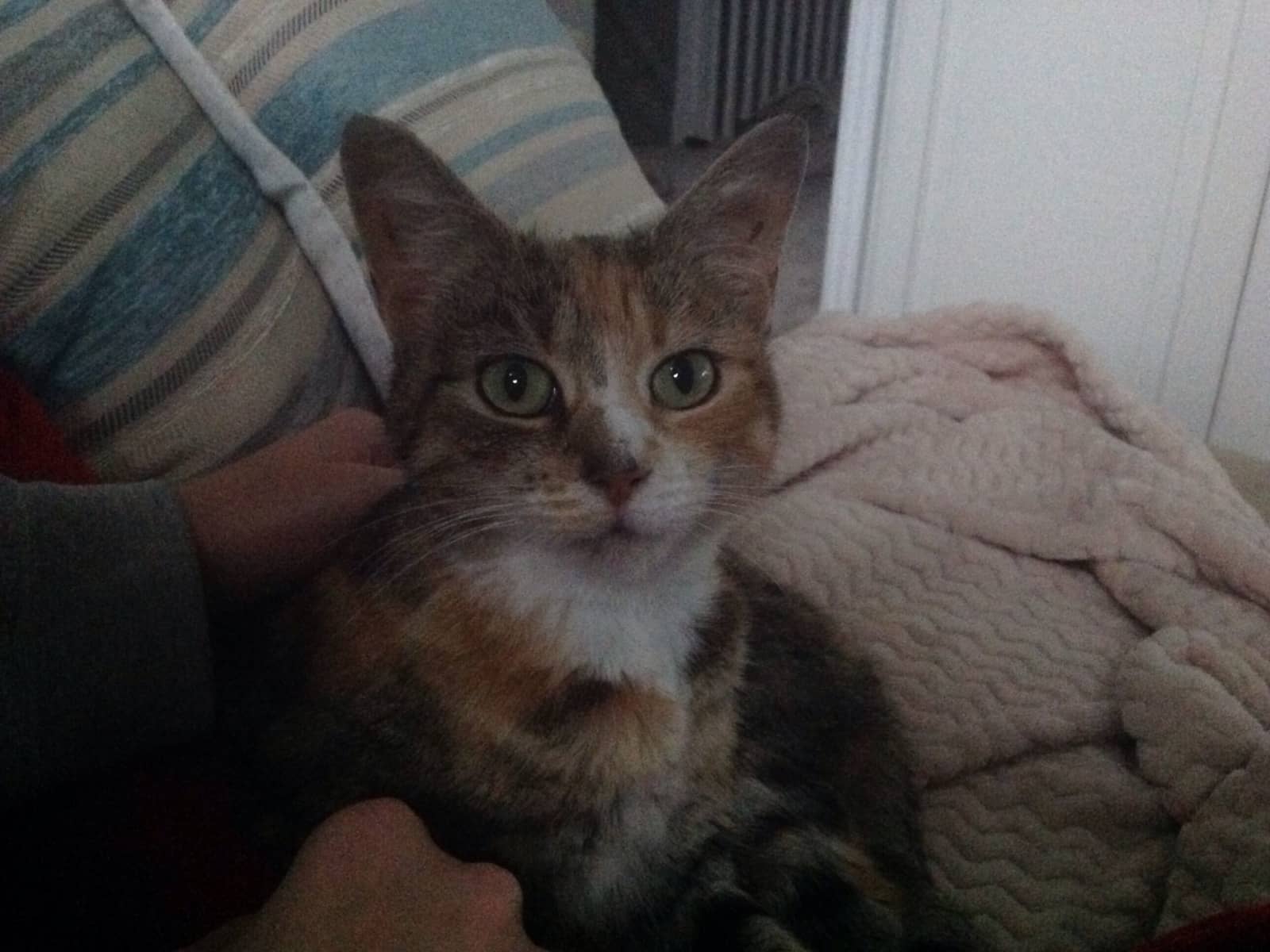 Housesitting assignment in Sutton Bonington, United Kingdom