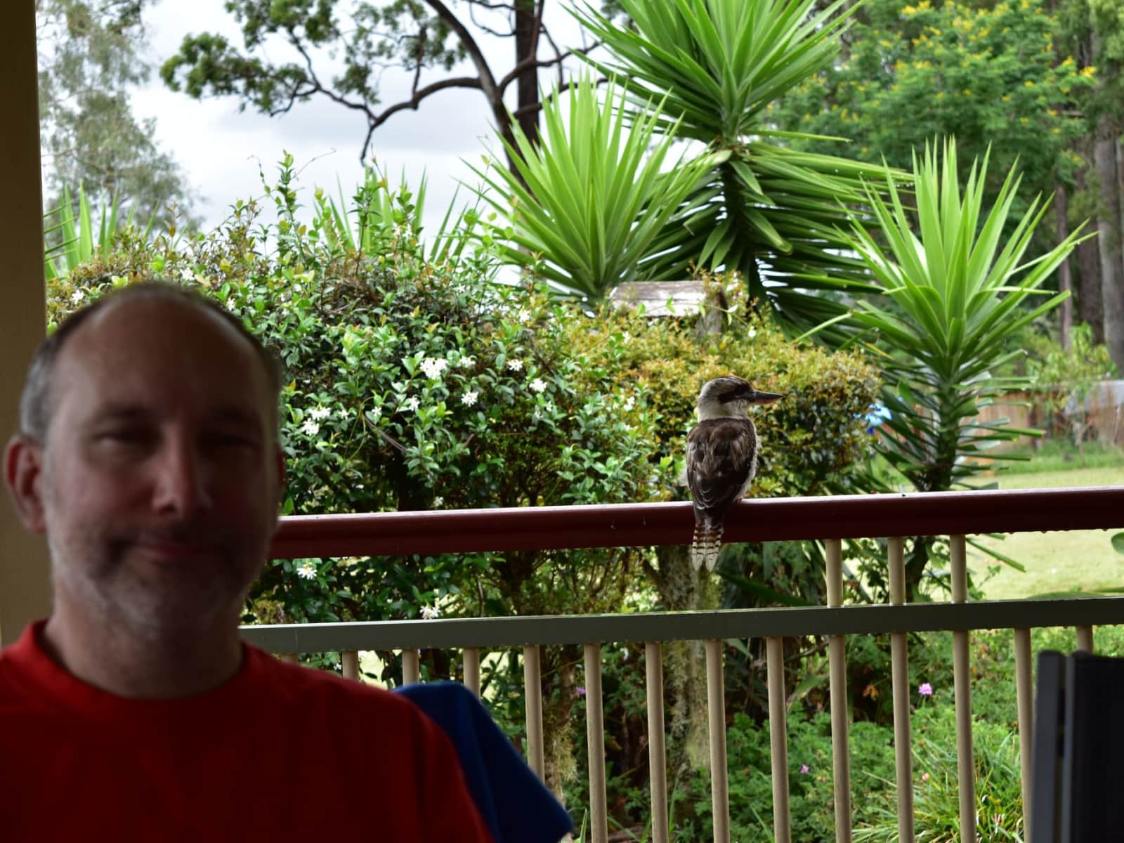 Housesitting assignment in Samford, Queensland, Australia