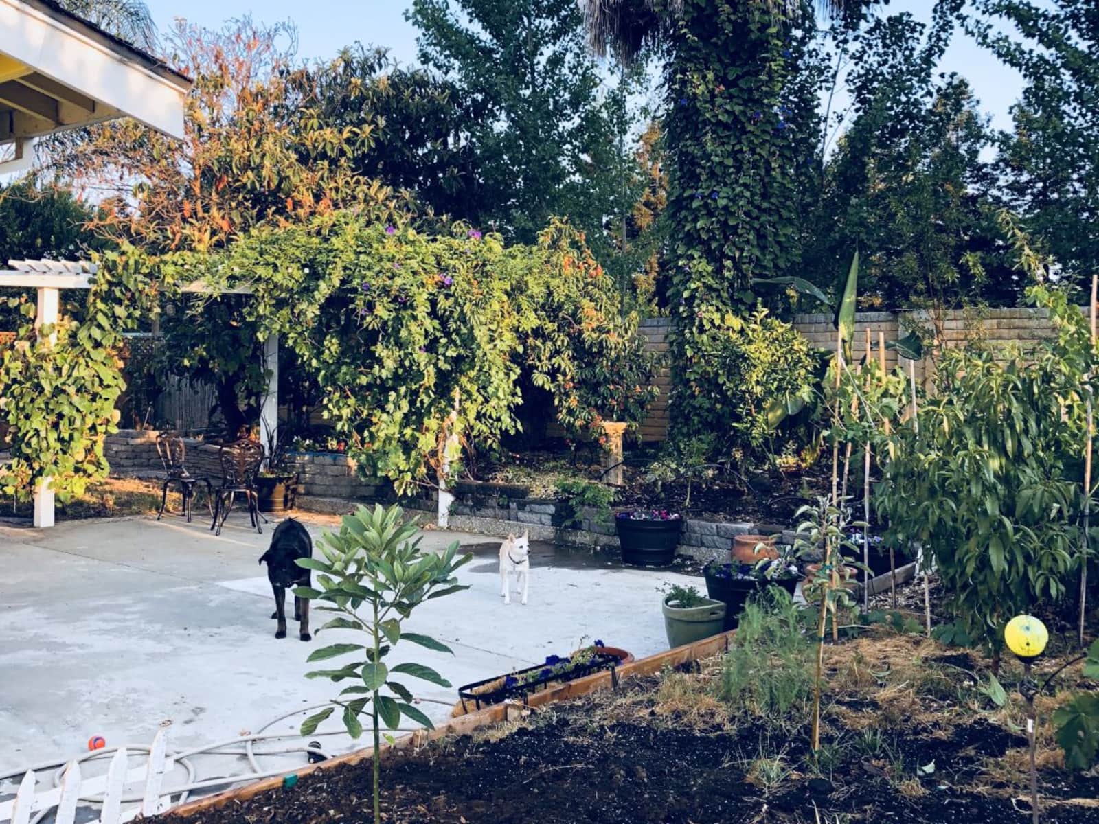 Housesitting assignment in Fremont, California, United States