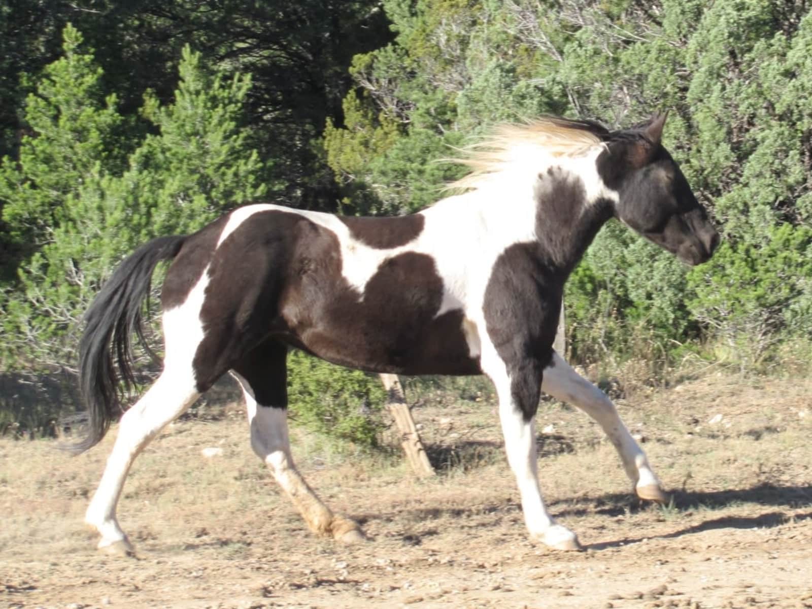 Housesitting assignment in Tijeras, New Mexico, United States