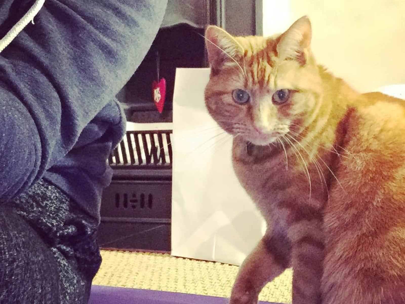 Housesitting assignment in Earlsfield, United Kingdom