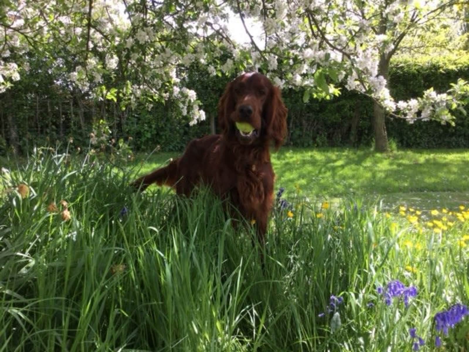 Housesitting assignment in York, United Kingdom