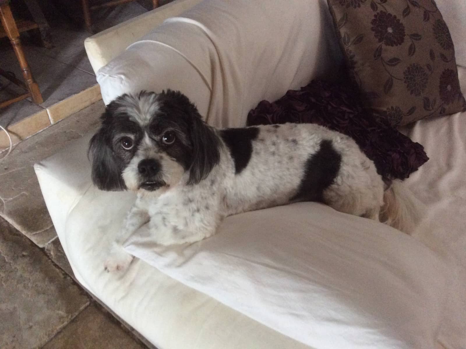 Housesitting assignment in Paphos, Cyprus