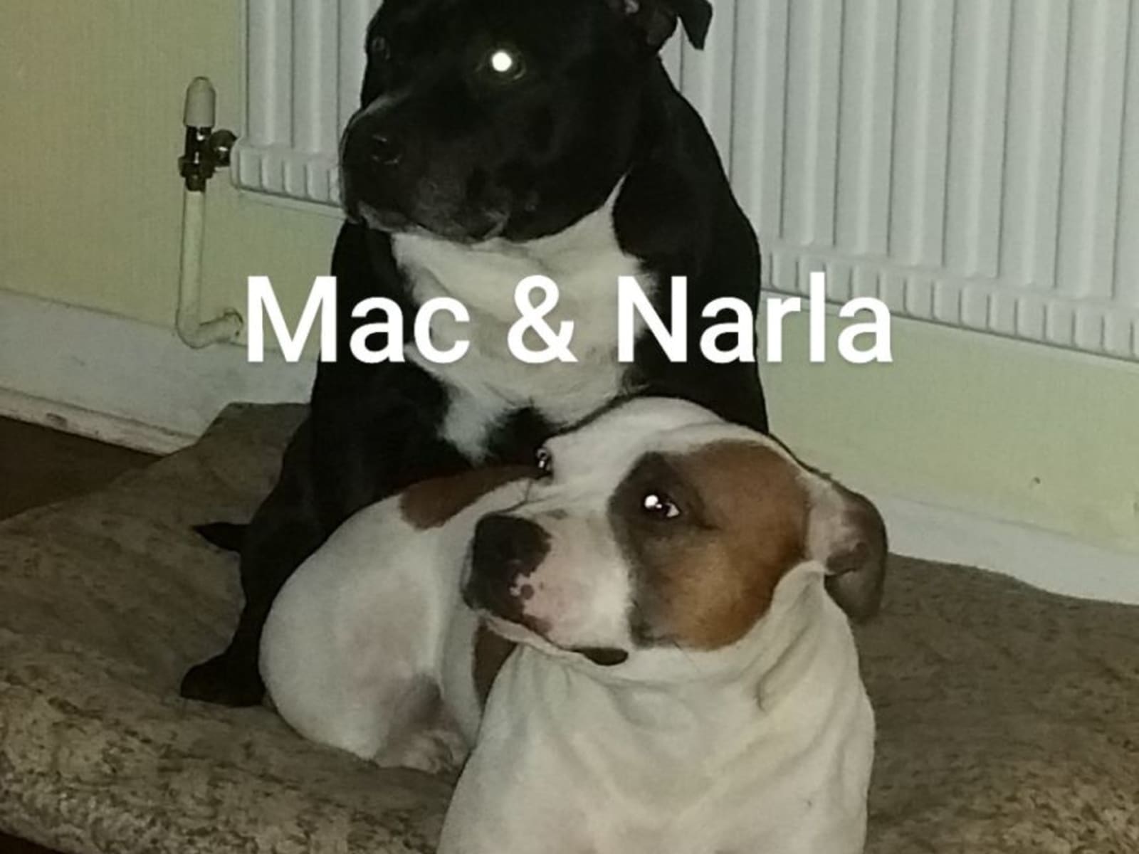 Housesitting assignment in Godalming, United Kingdom