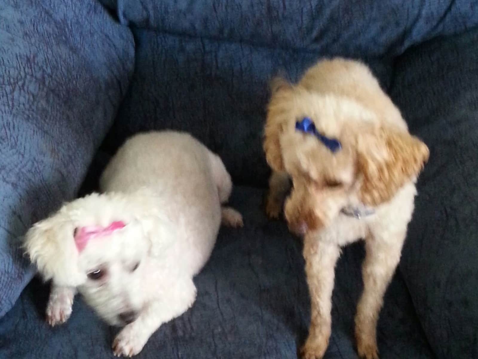 Housesitting assignment in Morwell, Victoria, Australia
