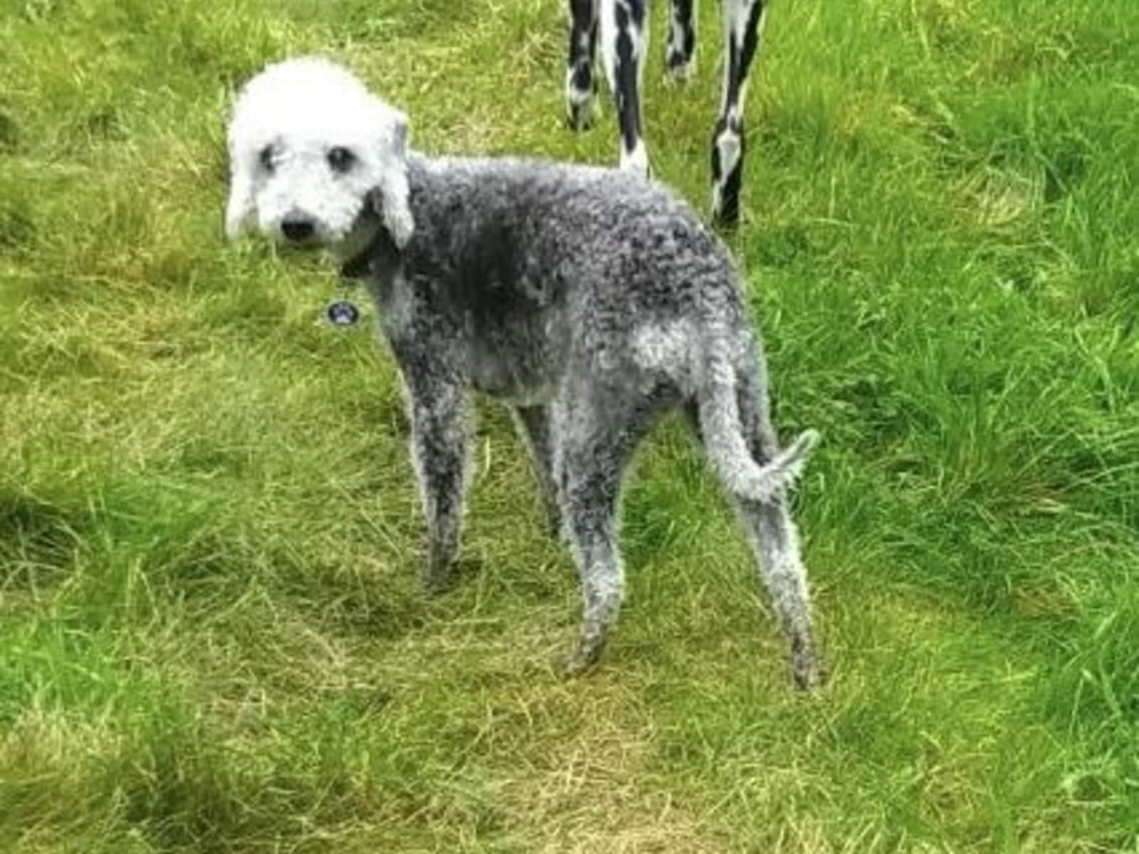 Housesitting assignment in Darlington, United Kingdom