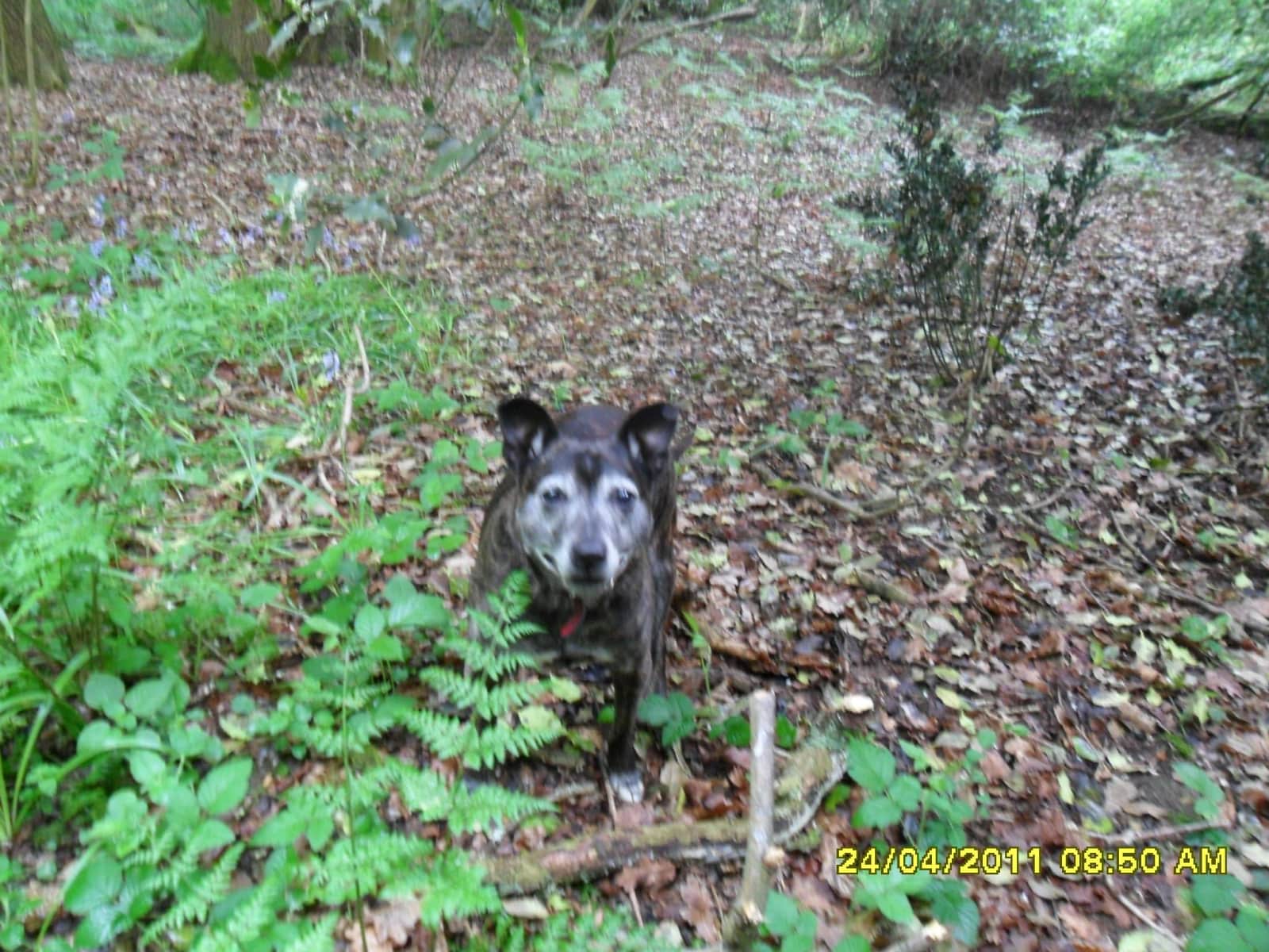 Diana from Leatherhead, United Kingdom