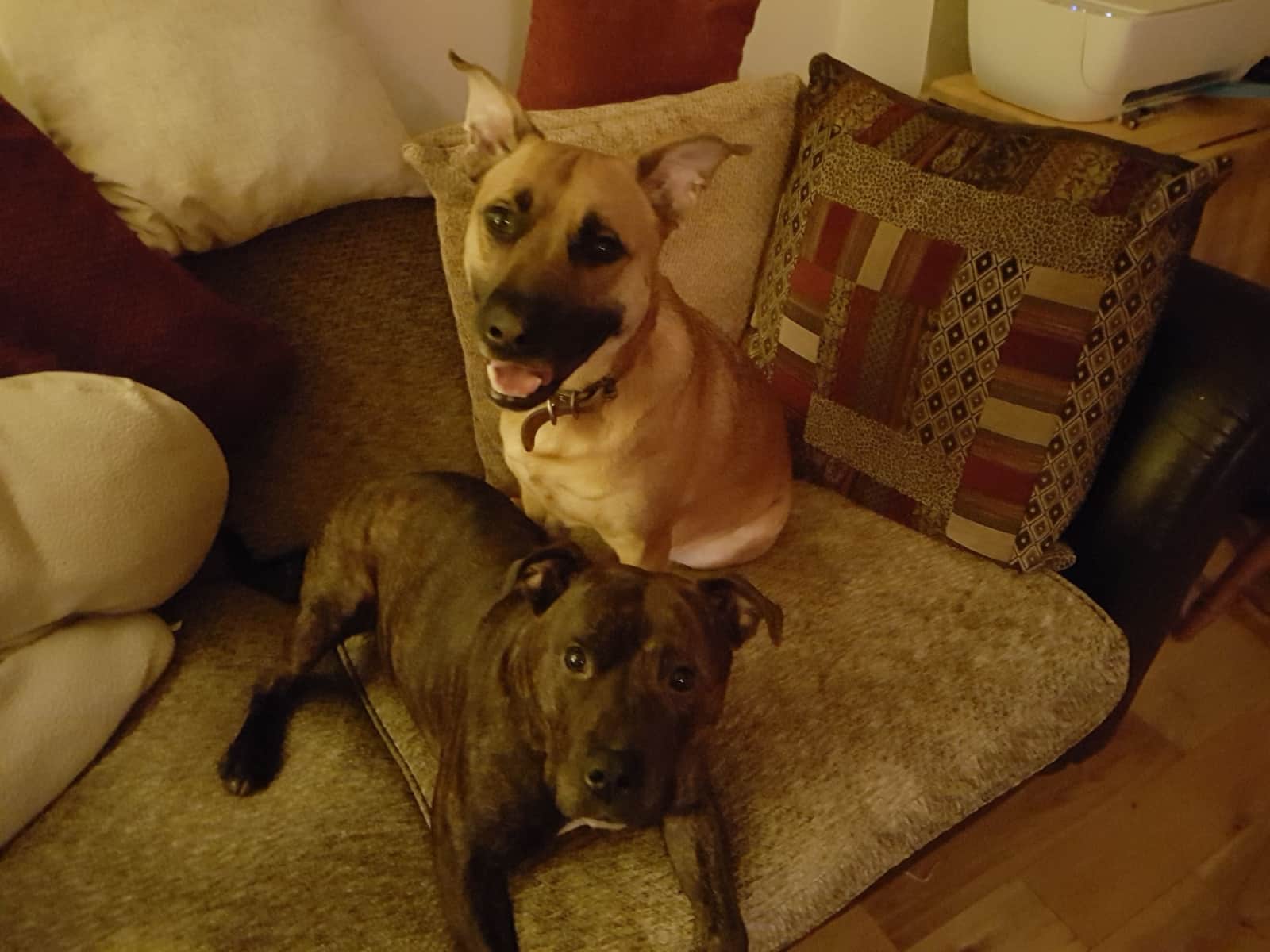 Housesitting assignment in Staines, United Kingdom