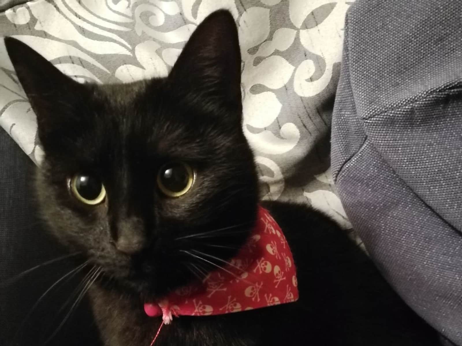 Housesitting assignment in Gateshead, United Kingdom
