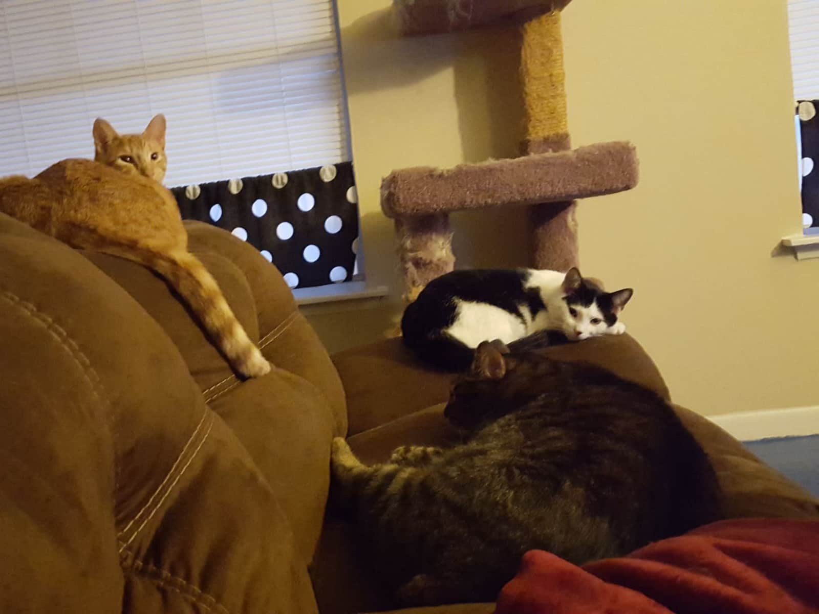 Housesitting assignment in Austin, Texas, United States