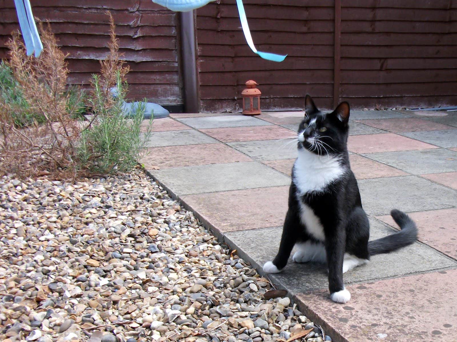 Housesitting assignment in Croydon, United Kingdom