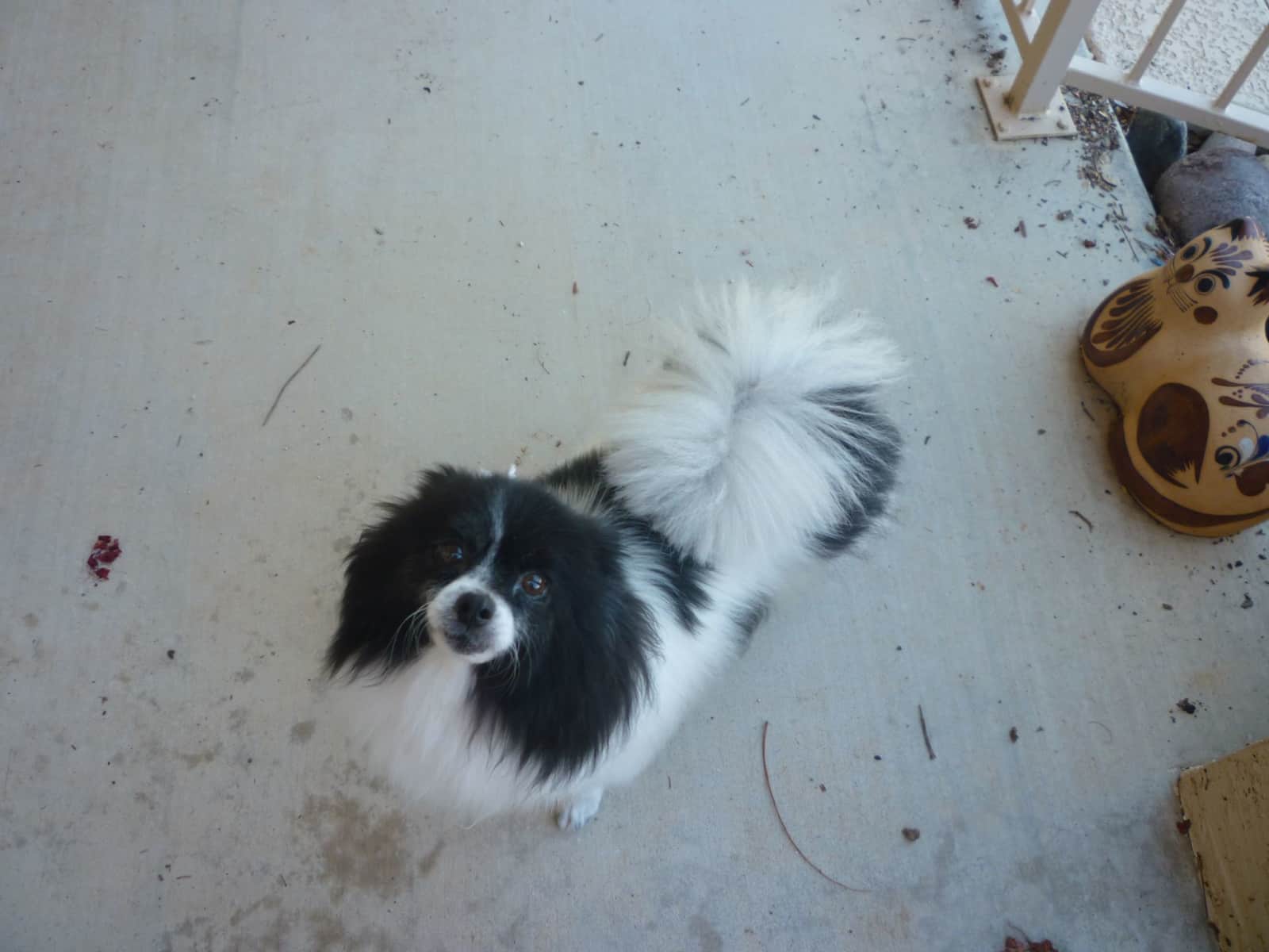 Housesitting assignment in Oro Valley, Arizona, United States