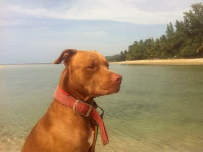 KOH SAMUI URGENT/ SITTING OUR DOGS IN A BEAUTIFUL HOUSE 80 from the beach