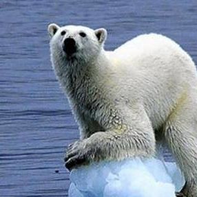 Pavlov's Bear