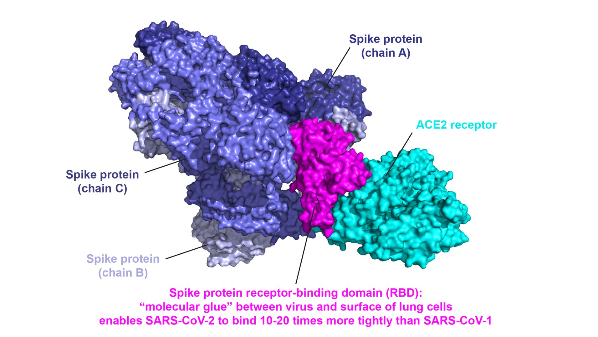 spike protein in blood