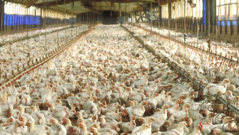 Shedding 'Viruses' and the impact of living on top of each other.