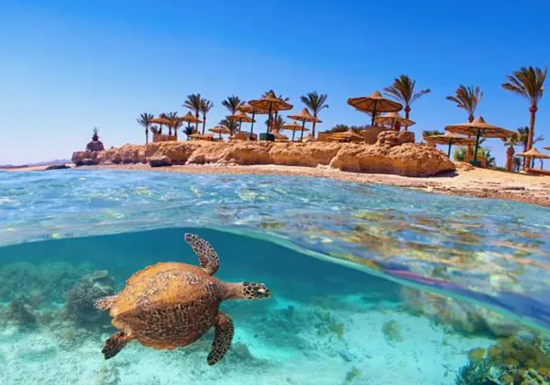 Sea turtle Tiran Island reef — wildlife encounter on the Sharm el-Sheikh snorkeling tour
