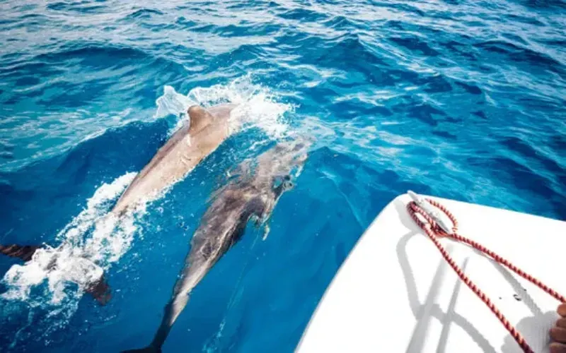 Dolphins Tiran Strait crossing — frequent sighting on the Tiran Island boat trip from Sharm