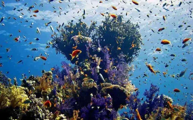 Thomas Reef canyon Tiran Island — spectacular fissure swim-through, Sharm boat trip