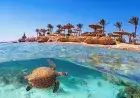 Sea turtle Tiran Island reef — wildlife encounter on the Sharm el-Sheikh snorkeling tour