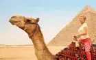 Camel beside the Great Pyramid at sunset — Egypt For Travel private tour