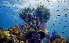 Thomas Reef canyon Tiran Island — spectacular fissure swim-through, Sharm boat trip