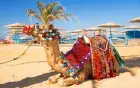 Guided Camel Ride — Hurghada
