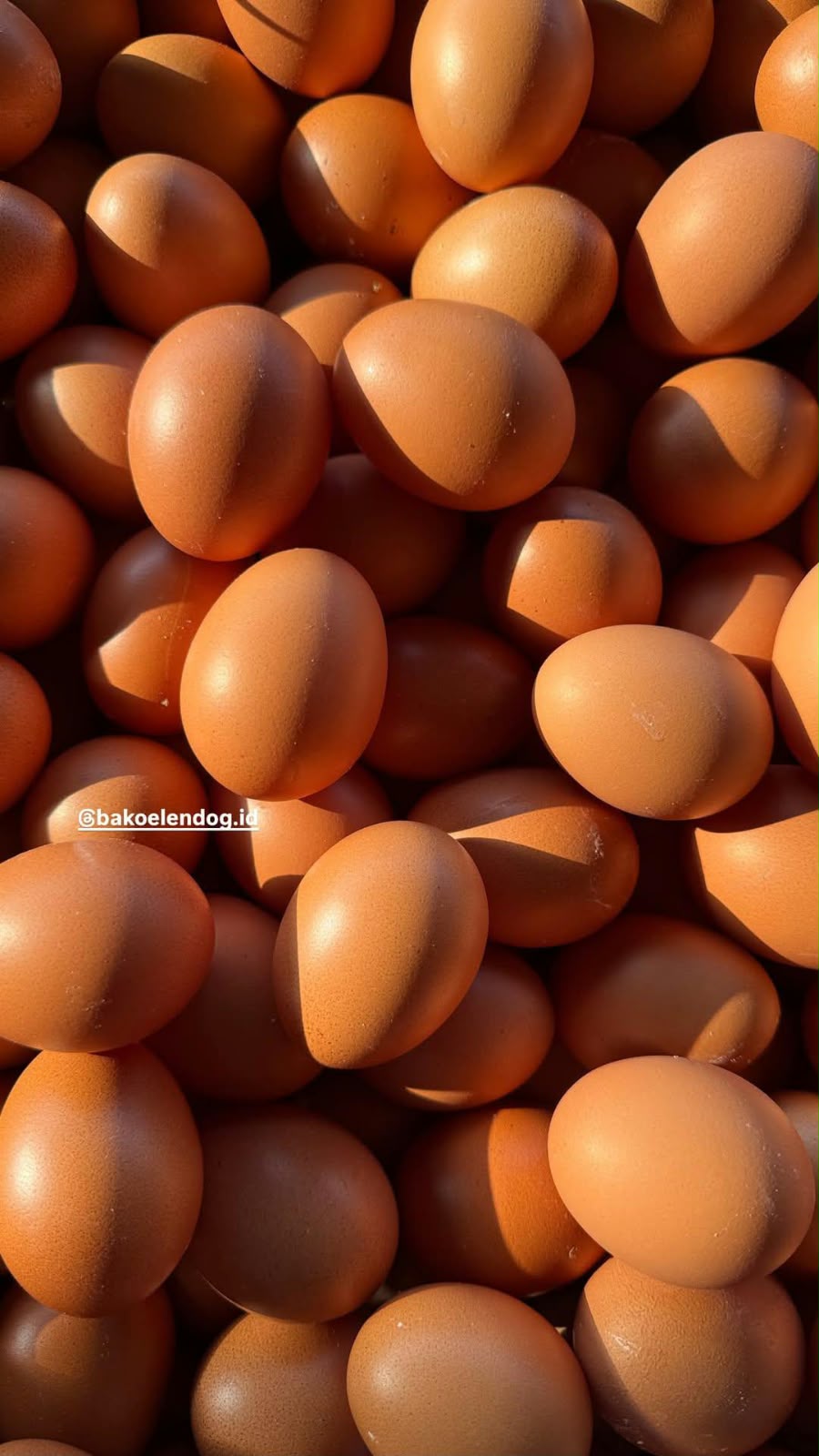 Telur Ayam