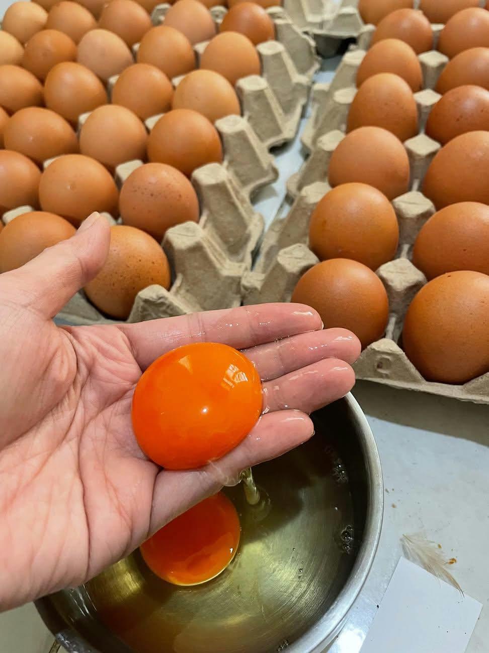 Telur Omega