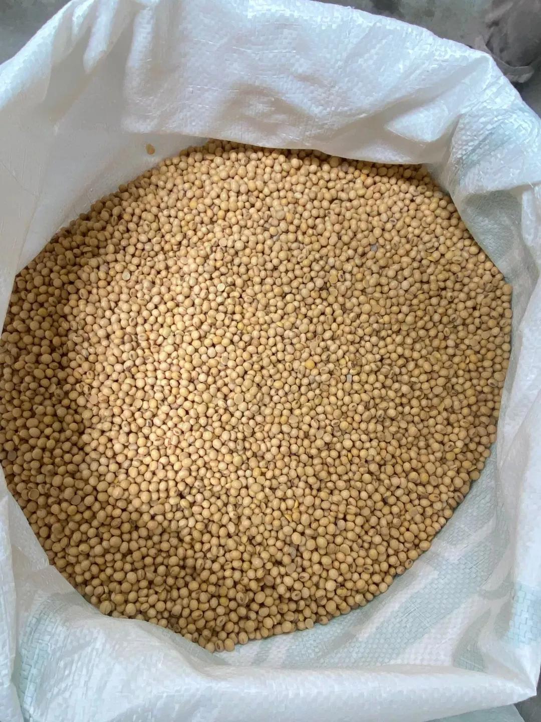Kacang Kedelai