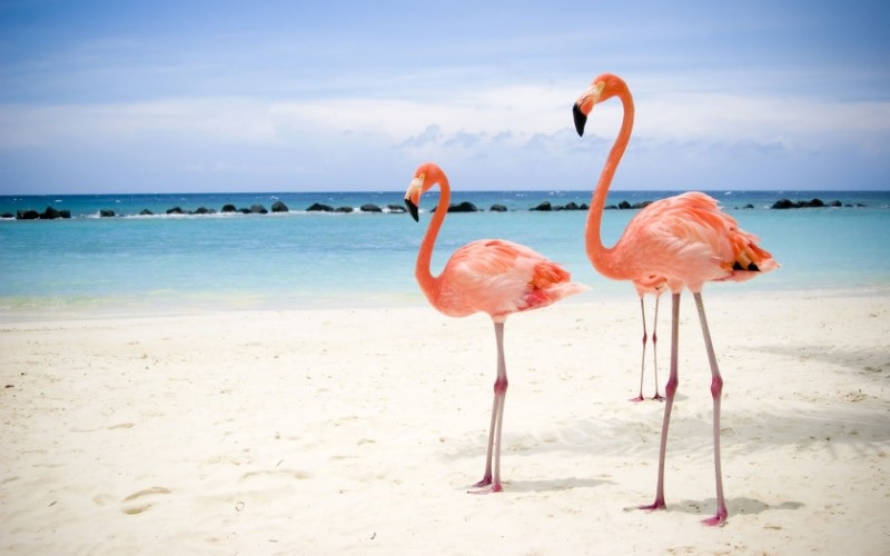 Agencia china vuelve a confiar en el destino Cuba