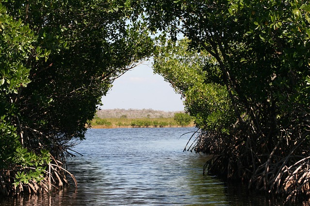 Panamá tiene el mayor reservorio de manglar de la región