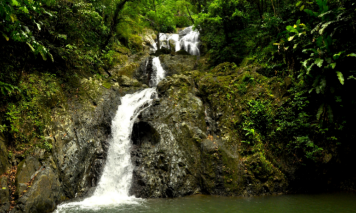 Bosque lluvioso Main Ridge, en Tobago, donde las especies se atesoran