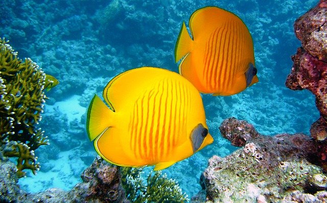 Cayo Ambergris, en Belice, isla rodeada de coral y paz