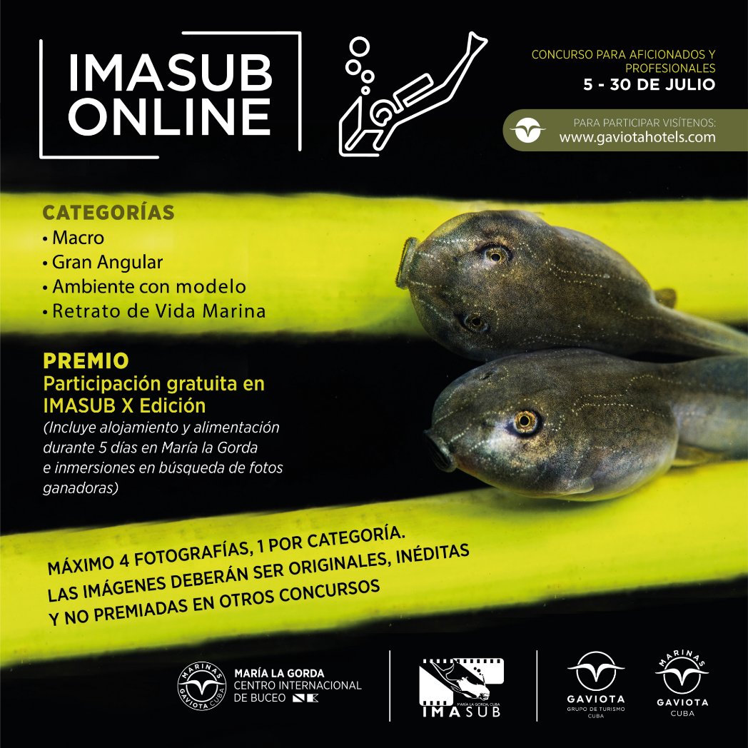 Grupo Gaviota convoca a evento digital de Fotografía submarinna Imasub 2021