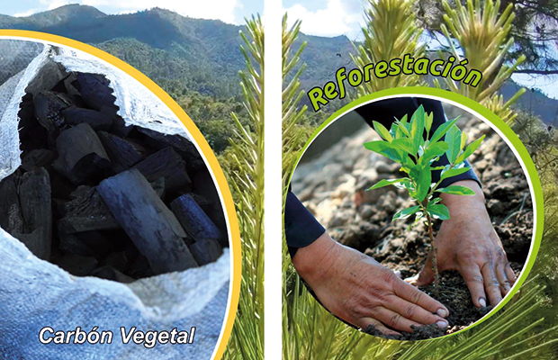 Carbón vegetal, principal rubro exportable de Forsan
