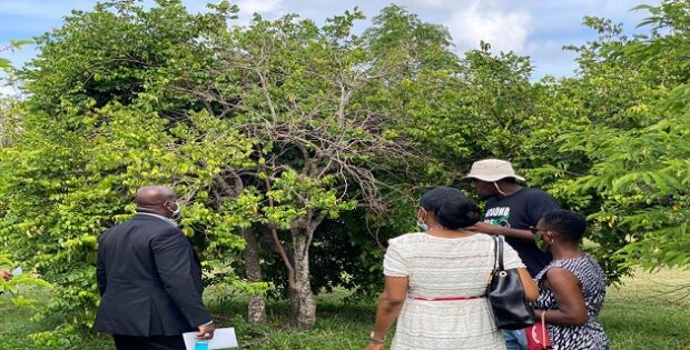 Nevis lanza iniciativa de turismo gastronómico con recorrido "Around the garden"