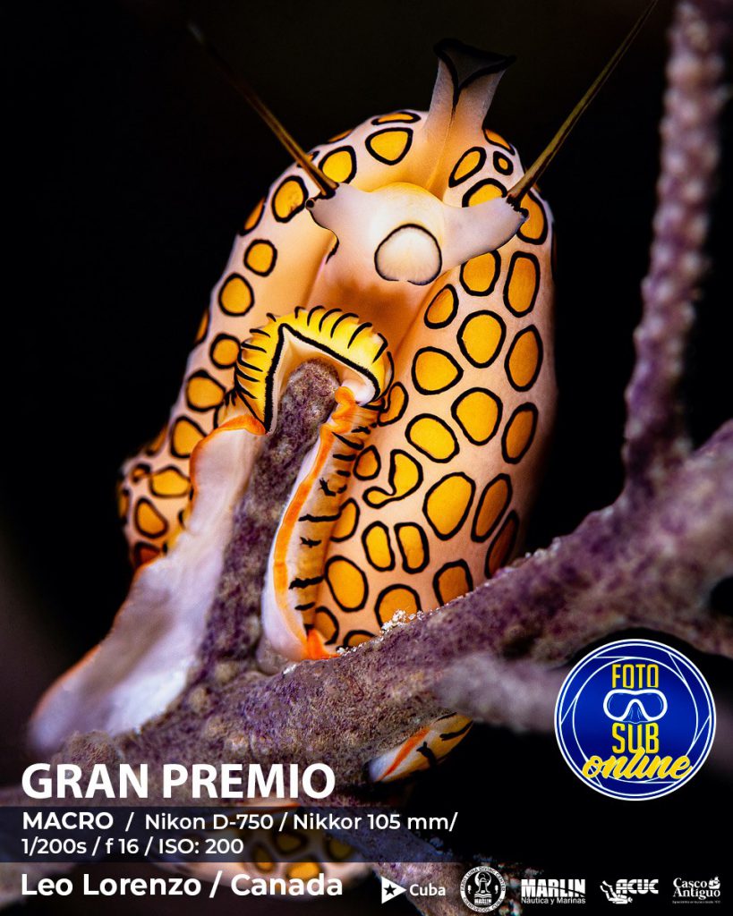 Premios del Concurso de Fotografía Subacuática (Fotosub 2020)