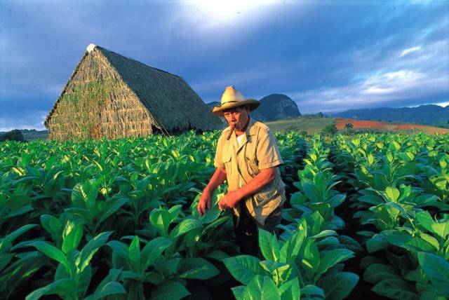 La Vega, empresa comercializadora de tabaco en rama