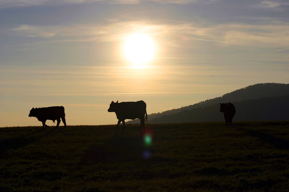 TTC Special: Agrotourism, an appetizing option