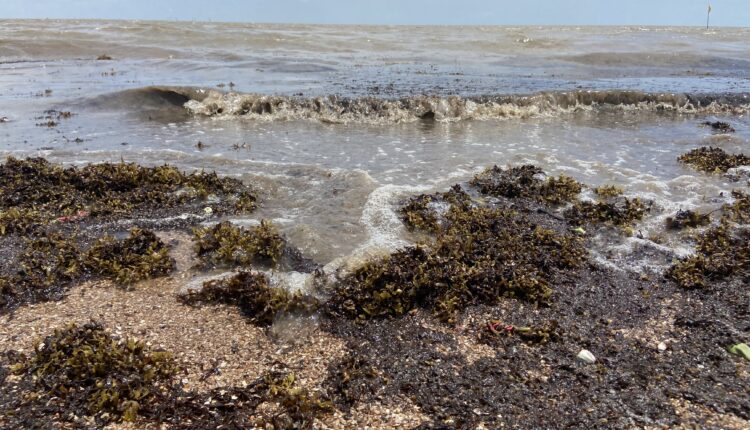 Sargassum: Local biologist says Guyana should explore potential