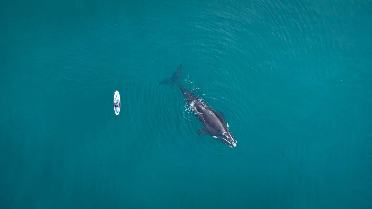 Día Mundial de los Océanos, una jornada para protegerlos