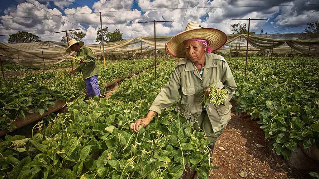 Potencialidades en Cuba para la exportación, la inversión extranjera y la colaboración internacional en el sector agroalimentario