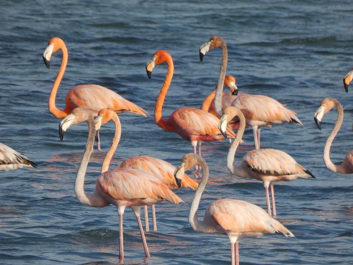 El vuelo de los flamencos en FITCUBA 2024
