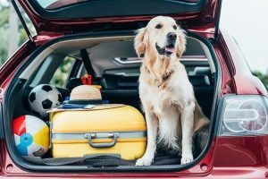 Gli italiani preferiscono condividere le vacanze con i loro animali domestici