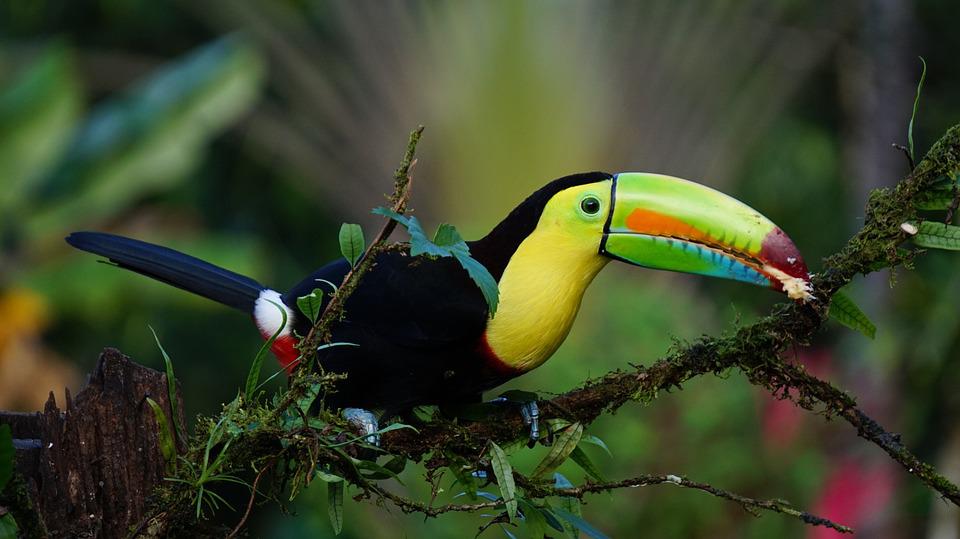EE.UU. restablece al nivel 2 de 4 la recomendación de viaje a Costa Rica