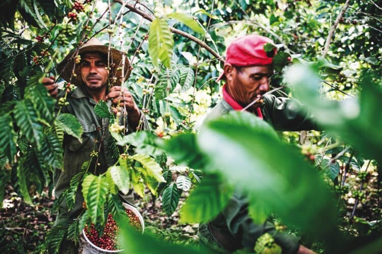BioCubaCafé: La revolución del café cubano que capta la atención internacional