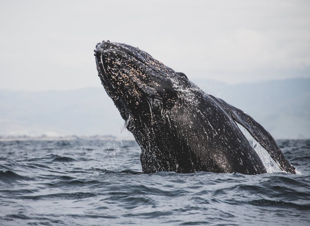 Puntos de Vista: La ballena gris recupera clientela en México