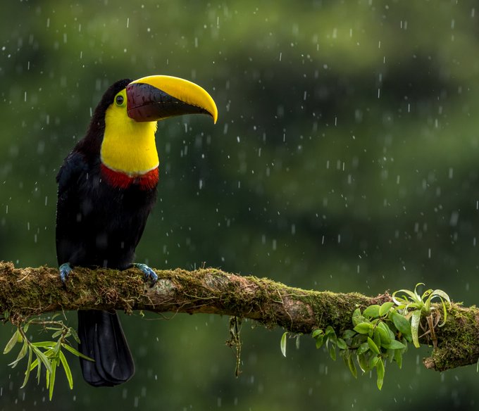 Costa Rica concluye 2021 con 1,3 millones de turistas y la recuperación de todas las aerolíneas que volaban a ese destino